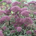 Trachelium caeruleum 'Jemmy'